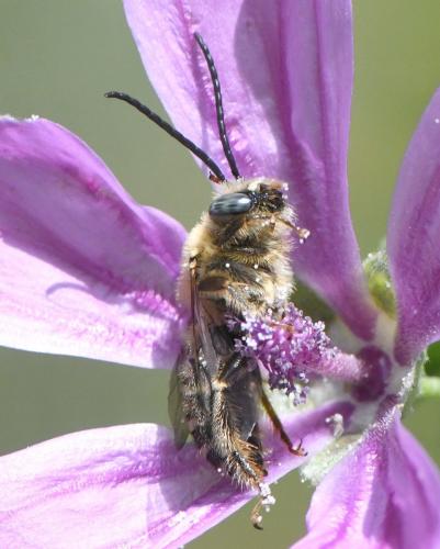 Réf. 259 963 : Tetralonia malvae